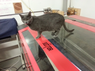Tesla the Cat Inspecting Our Work